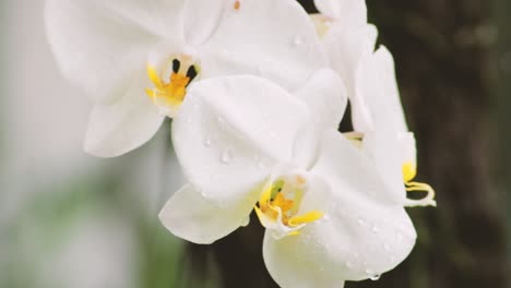 Nahaufnahme-Von-Nassen-Weißen-Orchideen,-Die-Morgens-Nach-Dem-Regen-Hängen