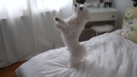 Hund-Malteser-Springt