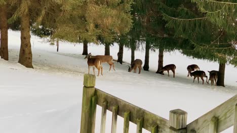 Multiple-deer-in-yard-looking-for-food-in-the-winter
