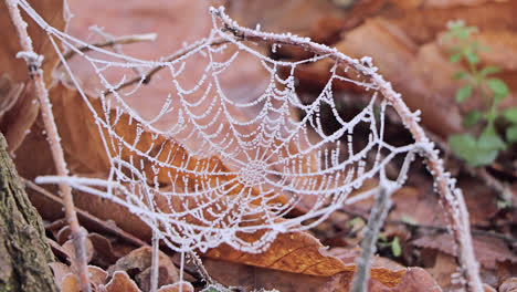 Spider-web,-cobweb,-made-at-ground-level-and-covered-in-snow-at-the-beginning-of-the-winter-season