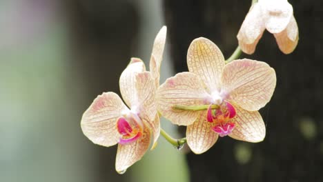 Closeup-of-2-wet-orange-orchids-after-the-rain