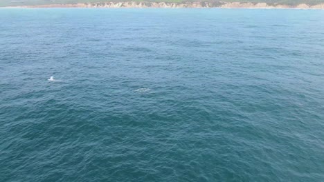 3-Buckelwale,-Die-Vor-Der-Küste-Auftauchen
