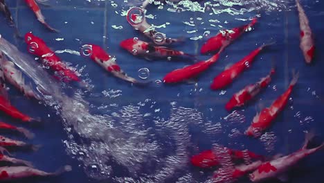 Top-angle-shot-of-koi-fishes-swimming-inside-blue-tub-in-captivity-for-koi-breeding