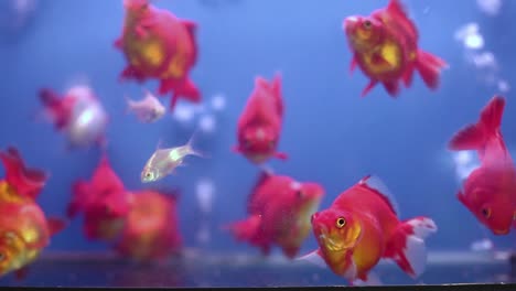 Perlschuppen-Goldfische,-Die-In-Einem-Aquarium-Mit-Blauem-Hintergrund-Herumschwimmen