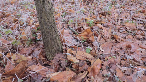 Spider-web,-cobweb,-made-at-ground-level-and-covered-in-snow-at-the-beginning-of-the-winter-season