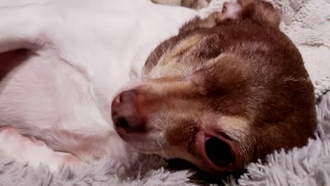 Sleepy-One-Eyed-Dog-in-Close-Up