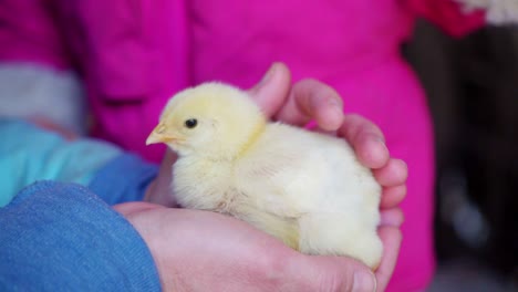 Close-Up-of-Petting-Baby-Chicken