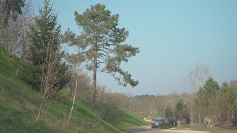 Static-shot-of-a-very-tall-pine-tree-with-branches-blowing-in-the-wind-on-a-clear-sky-next-to-a-lonely-road