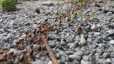 Eine-Große-Gruppe-Roter-Termiten-Bewegt-Sich-Tagsüber-Auf-Einer-Felsigen-Bodenoberfläche