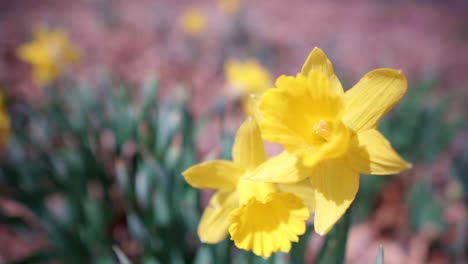 Slow-Motion-Push-In-Shot-Towards-Daffodil-Flower