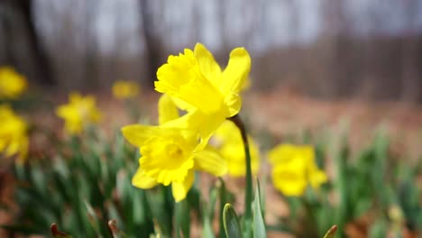 Rotating-Slow-Motion-Shot-of-Daffodil-Flowers-with-Forest-in-Background
