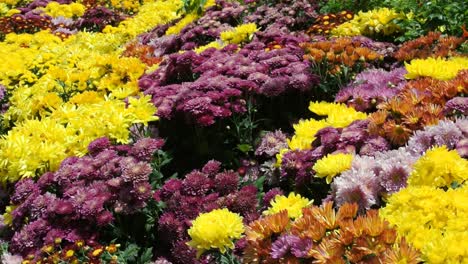 Verschiedene-Arten-Und-Bunte-Chrysanthemenblumen-Gepflanzt-Und-Wachsen-Im-Garten