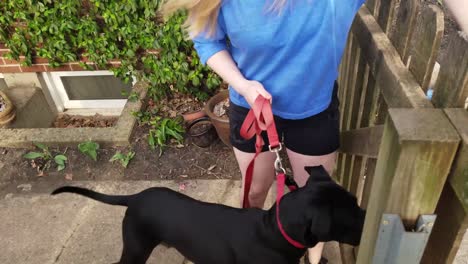 Woman-Puts-Large-Black-Dog-on-a-Leash-and-Takes-Him-on-a-Walk
