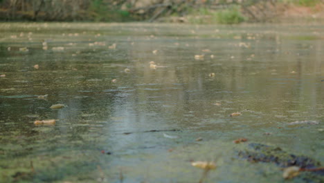 Close-up-of-dirty-water-from-a-grove-with-dry-leaves-floating-on-top