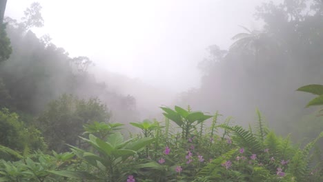 Tilting-up-of-a-bush-in-a-misty-or-foggy-area-near-hot-waterfall-at-Gede-Pangrango-mountain