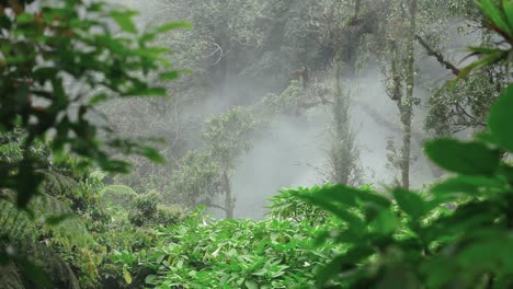 Still-shot-of-bushes-and-trees-in-a-misty-or-foggy-or-steamy-area-near-hot-waterfall-at-Gede-Pangrango-mountain