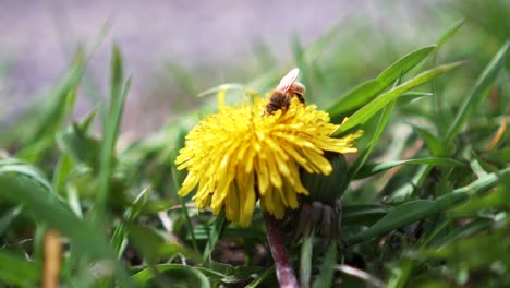 Nahaufnahme-Einer-Biene,-Die-Nektar-Aus-Der-Löwenzahnblüte-Sammelt