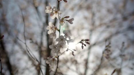 Push-In-Slow-Motion-Shot-of-Cherry-Tree-Blossoms