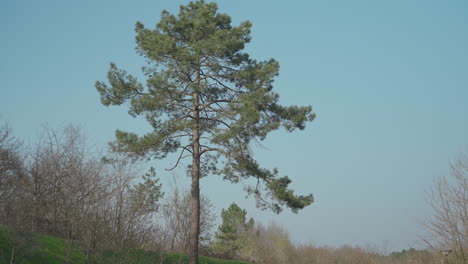 Static-shot-of-a-very-tall-pine-tree-with-branches-blowing-in-the-wind-on-a-clear-sky
