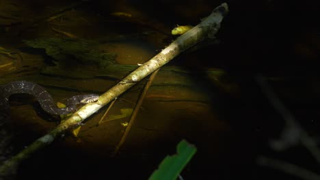 Young-Banded-Water-Snake-moves-into-frame-from-left-to-right