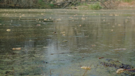 Close-up-of-dirty-water-from-a-grove-with-dry-leaves-floating-on-top