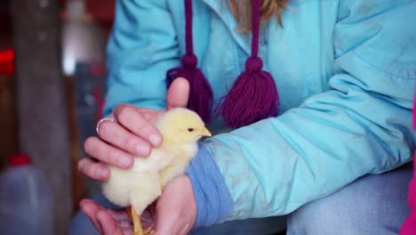 Child-Petting-Baby-Chicken-Close-Up