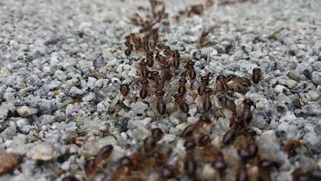 A-large-group-of-red-termites-are-moving-on-a-rocky-ground-surface-during-the-day