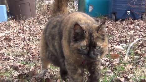 Cat-with-Dark-Fur-Walks-on-Leaves-Towards-Camera-in-Yard