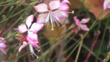Pink-Flowers-with-Long-Stems-in-a-Close-Up