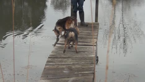 Zwei-Hunde,-Die-Am-Dock-Entlanglaufen,-Trinken-Wasser