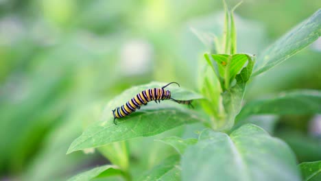 Monarch-Caterpillar-Climbs-Onto-New-Leaf