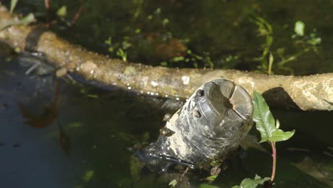 Plastic-bottle-floating-on-green-freshwater-lake-with-small-snails-sticking-on-the-surface-and-a-tree-branch-with-moss-beside-the-bottle