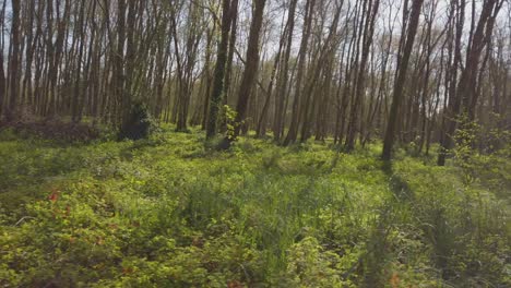 walking-in-the-forest-in-Charente-in-France