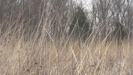 A-slow-pan-across-tall-grass-with-a-forest-in-the-background-and-overcast