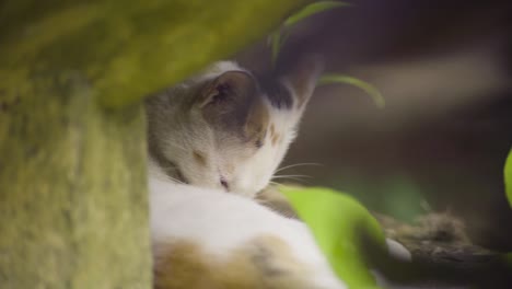 Eine-Einäugige-Streunende-Katze-Leckt-Sich-Selbst-Und-Miaut-Dann-In-Die-Kamera