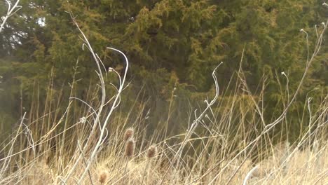 A-slow-zoom-out-pan-of-tall-grass-with-a-forest-in-the-background