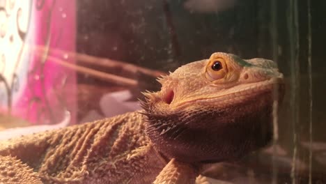A-Bearded-Dragon-Stands-Idle-and-Looks-Around-in-a-Close-Up