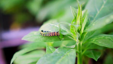 Monarch-Caterpillar-Crawls-Along-Edge-of-Leaf