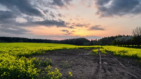 Sunset-over-yellow-colza-field