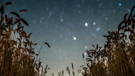 Night-sky-above-crops-timelapse