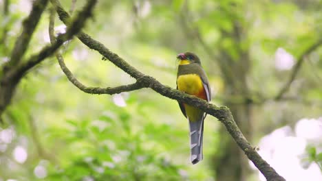 Long-shot-of-a-rare-Javan-Trogon-bird-perching-on-a-tree-branch-while-biting-an-insect-prey-in-its-beak