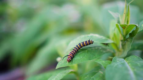 Monarch-Caterpillar-Crawling-on-Green-Leaf