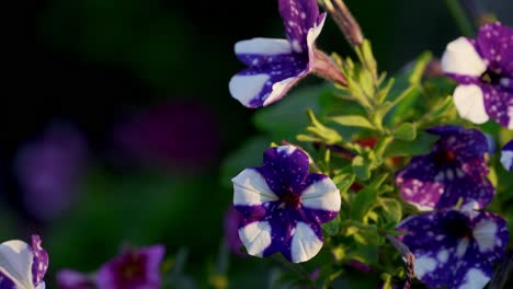 Schöne-Violette-Blume-Im-Sonnenuntergang