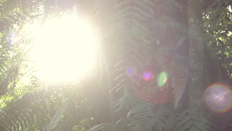 Sunlight-in-the-morning-or-evening-penetrating-thick-foliage-of-southeast-asian-rainforest
