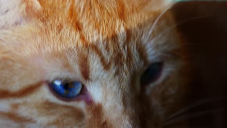 Orangefarbene-Katze-Mit-Blauen-Augen-Aus-Nächster-Nähe