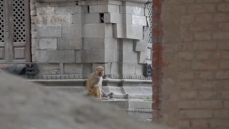 Slow-Motion-of-Monkey-Sitting-on-a-Ledge-at-Pashupatinath-Temple,-Kathmandu,-Nepal