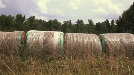 Harvested-Round-Hay-Bales-in-an-Open-Field