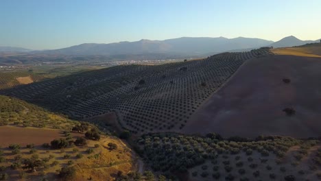 Aerial-shot-during-the-sunset-of-some-hills-and-mountains-full-of-olive-fields-in-Andalusia,-Spain