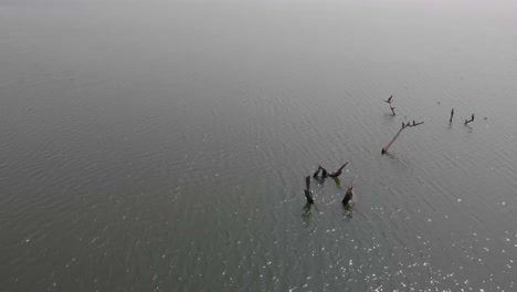 Drone-footage-of-birds-perched-on-a-submerged-tree-branch-with-panning-movement