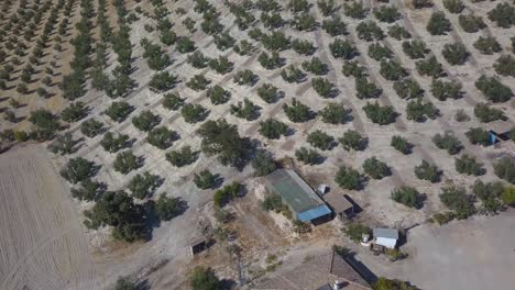 Aerial-shot-of-a-big-typical-white-house-with-a-swimming-pool-surrounded-by-olive-fields-in-Andalusia,-Spain